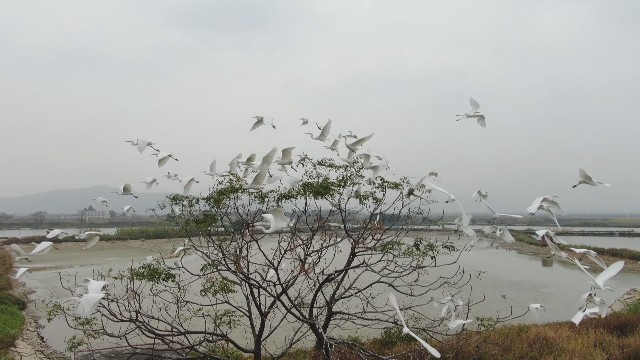 0108鷺鳥群聚謝崗濕地 白衣勝雪賽飛絮_2021-01-08_11-44-42.jpg