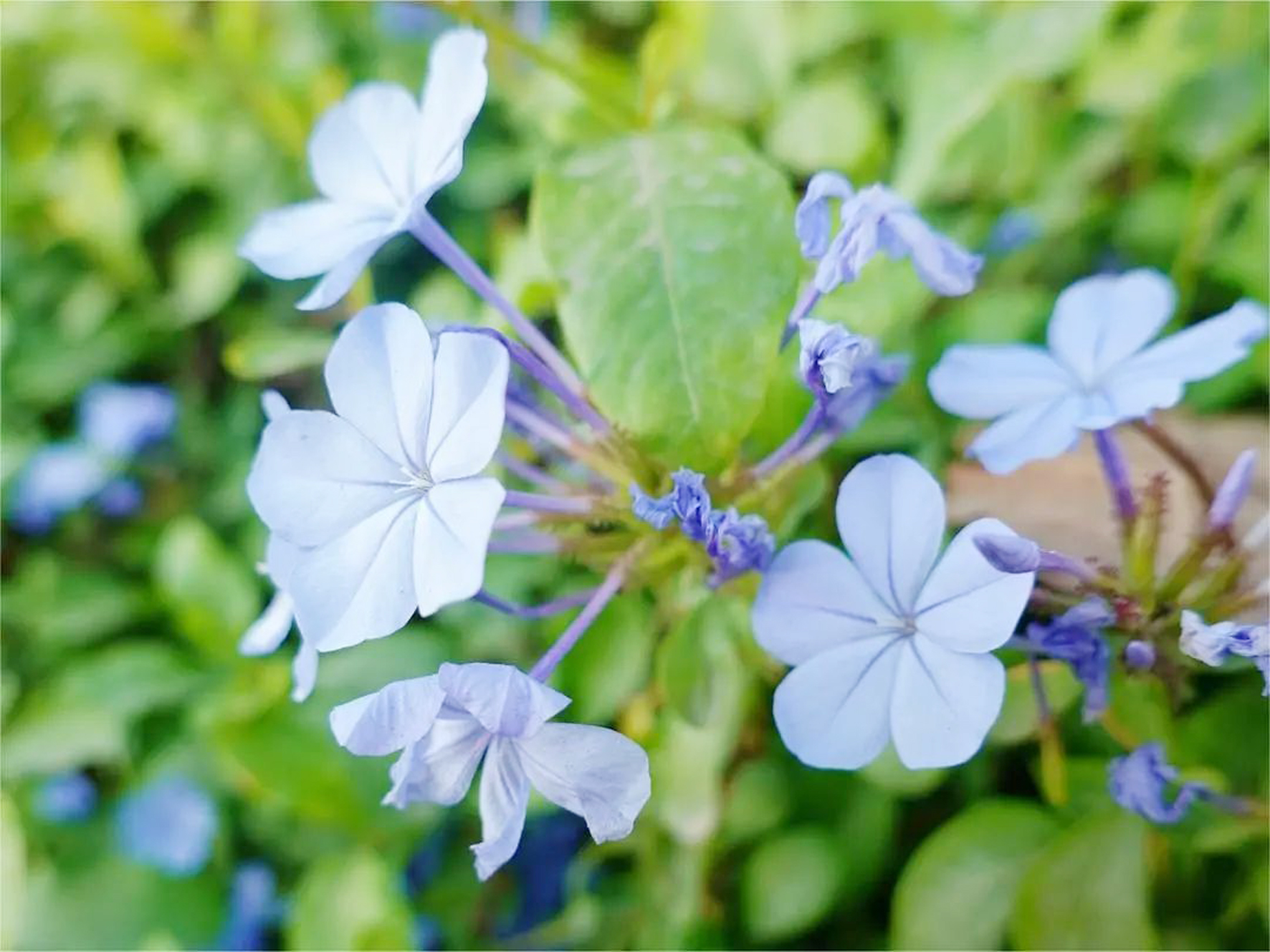 藍雪花.jpg