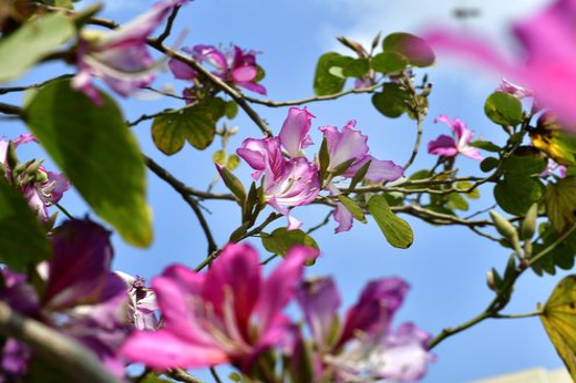 _ZYB9195_結(jié)果.jpg