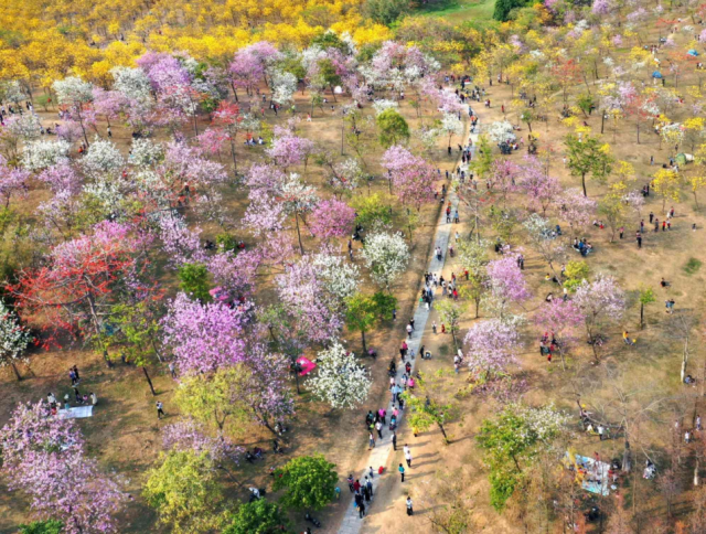 東莞市民在松湖山花海中步行游樂。